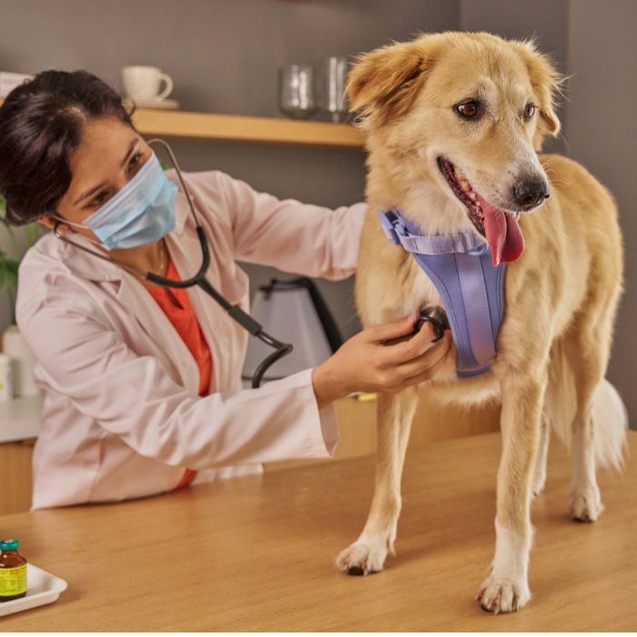 Pets para adoção