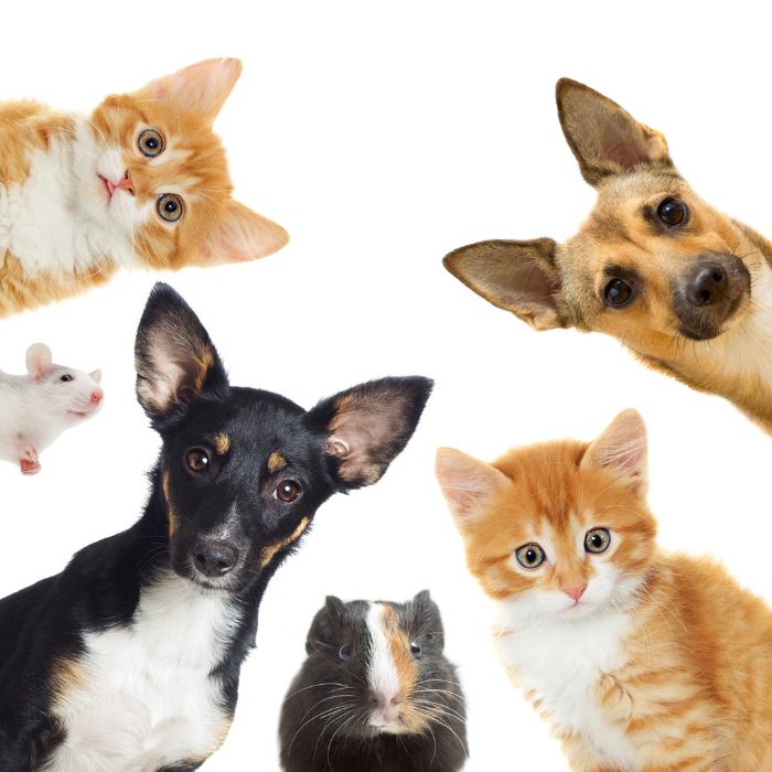 Sobre o Pet Adoção