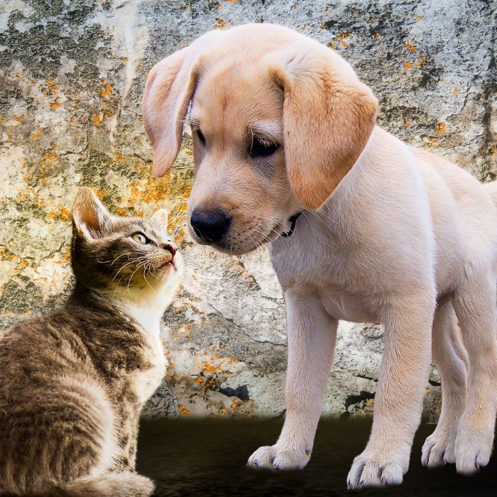 Pet Adoção - Avaliação da Adoção