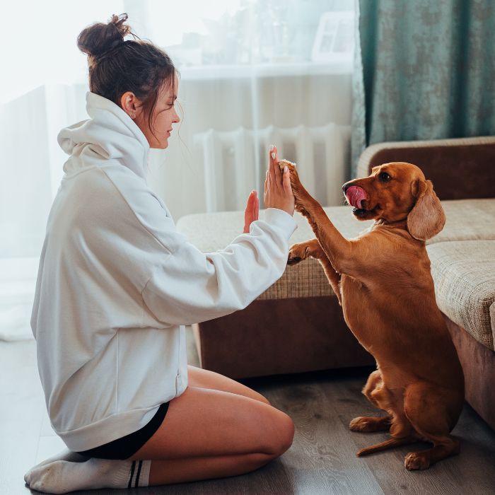 Pet Adoção - Histórias Felizes