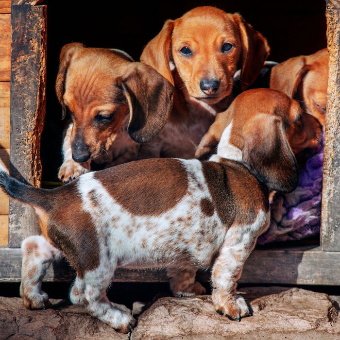Pet Adoção - Informações do doador