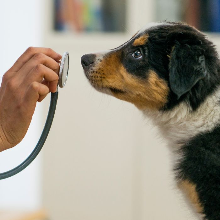 Pet Adoção - Informações do Pet