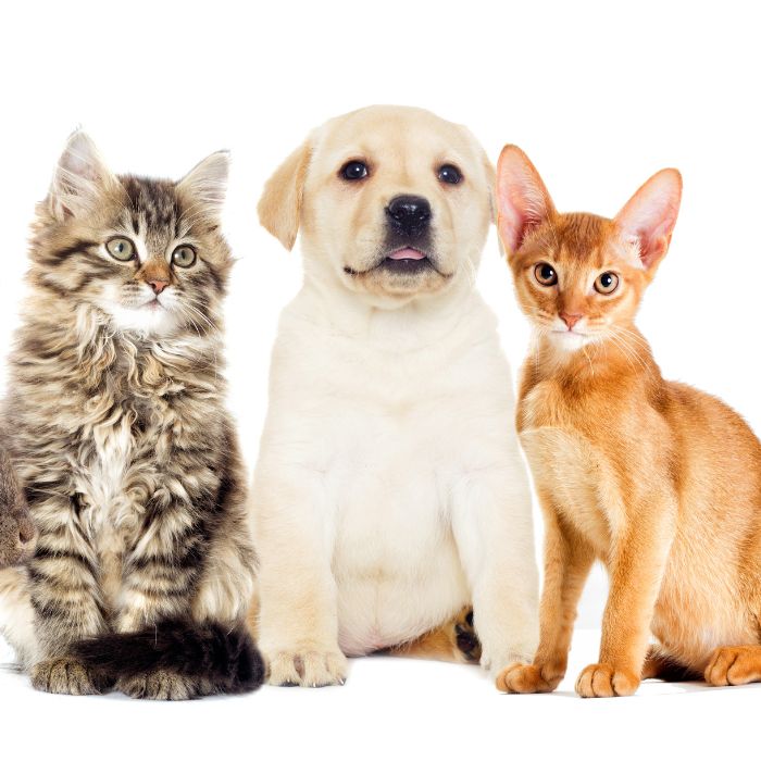 Pet Adoção - Pets disponíveis para adoção