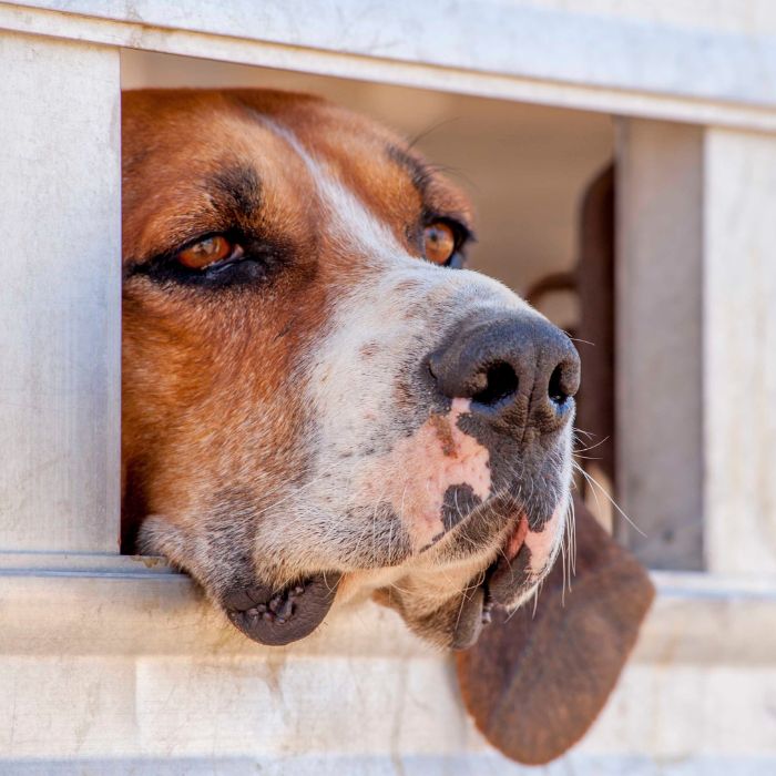 Pet Adoção - Por que adotar um pet?