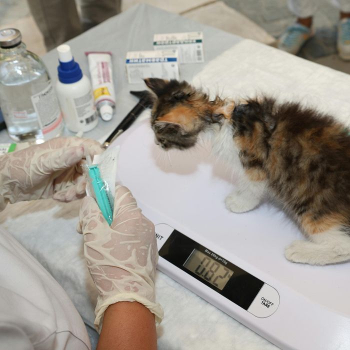 Parcerias com veterinários particulares para consultas