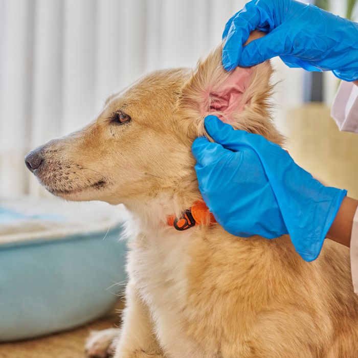 Parcerias com veterinários