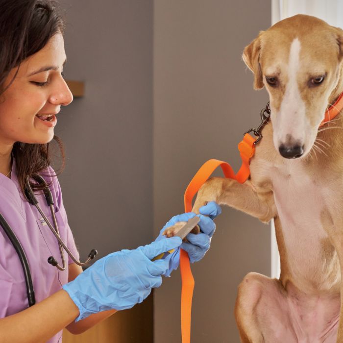Parcerias com veterinários