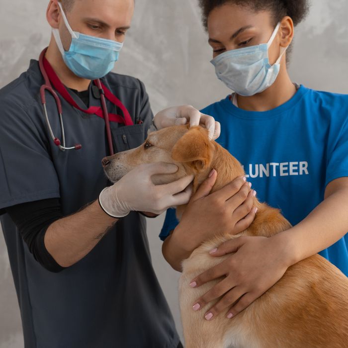 Parcerias com veterinários