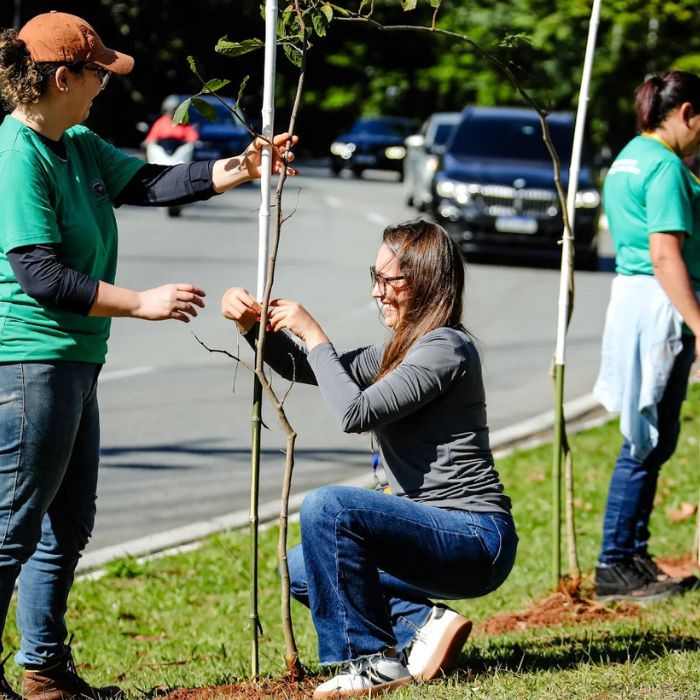 mulheres plantando árvore