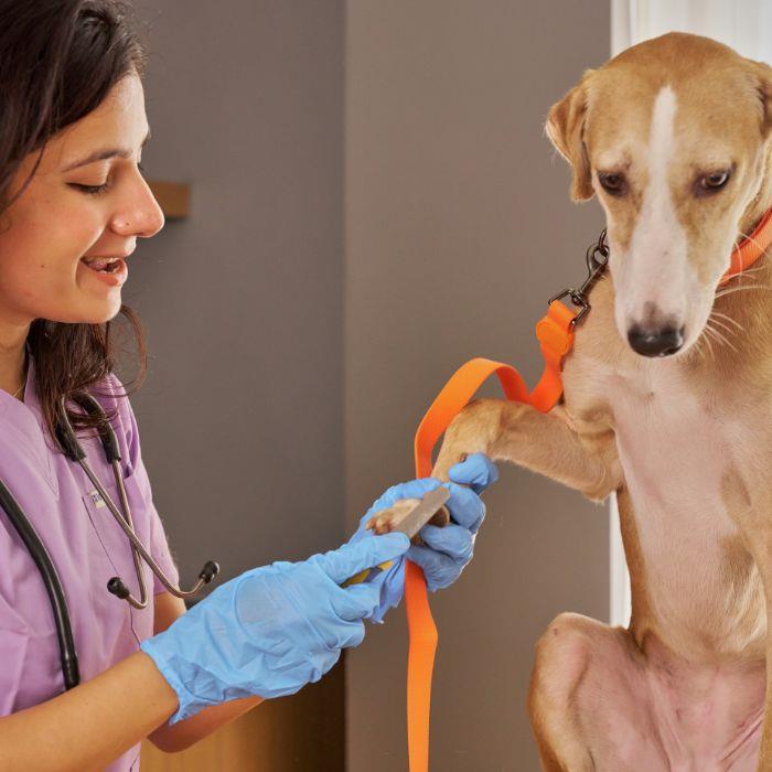 Parcerias com veterinários particulares para consultas