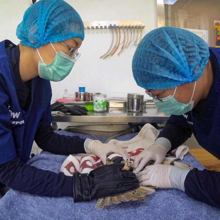 Parcerias com veterinários particulares para consultas